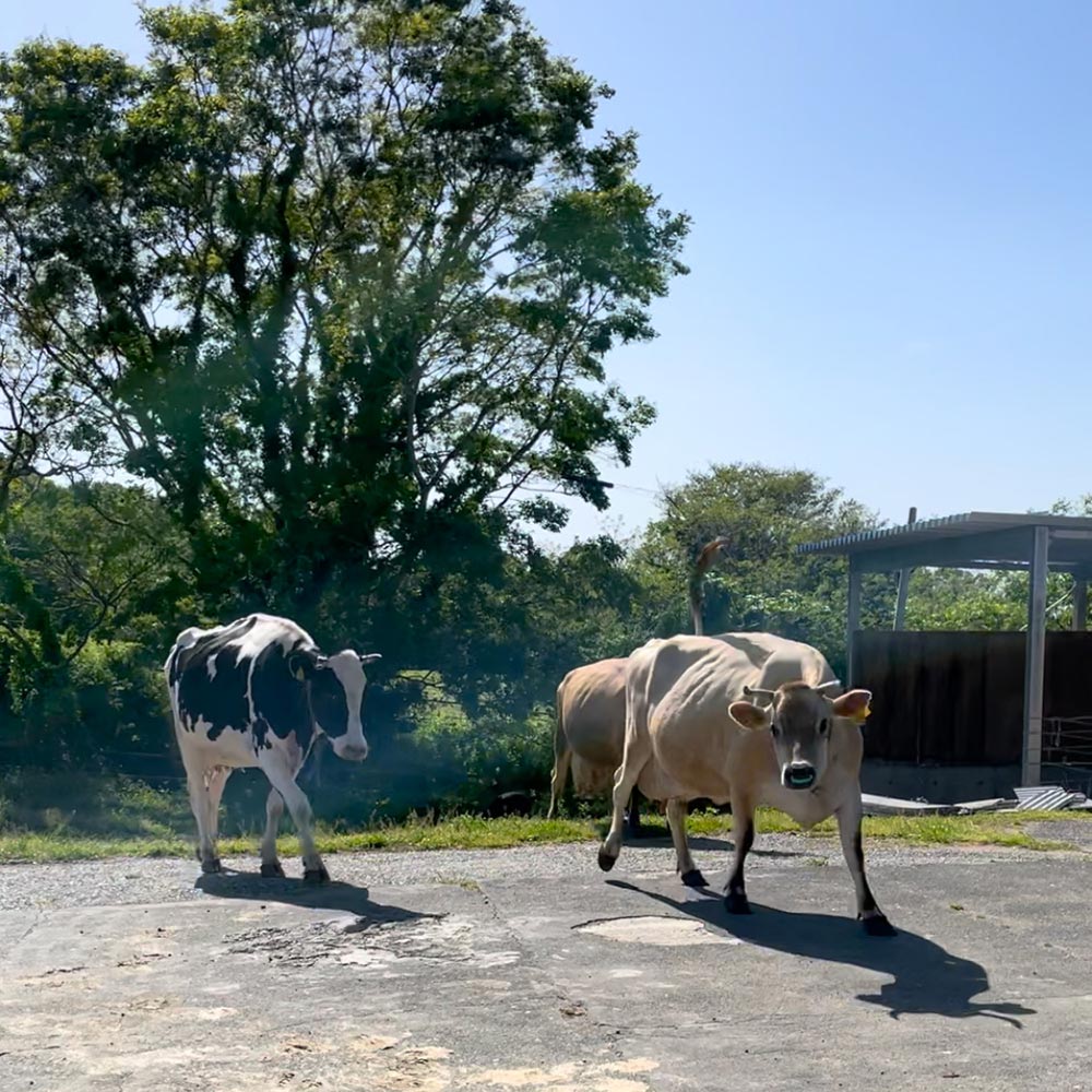 放牧場から搾乳舎へ移動する牛たち