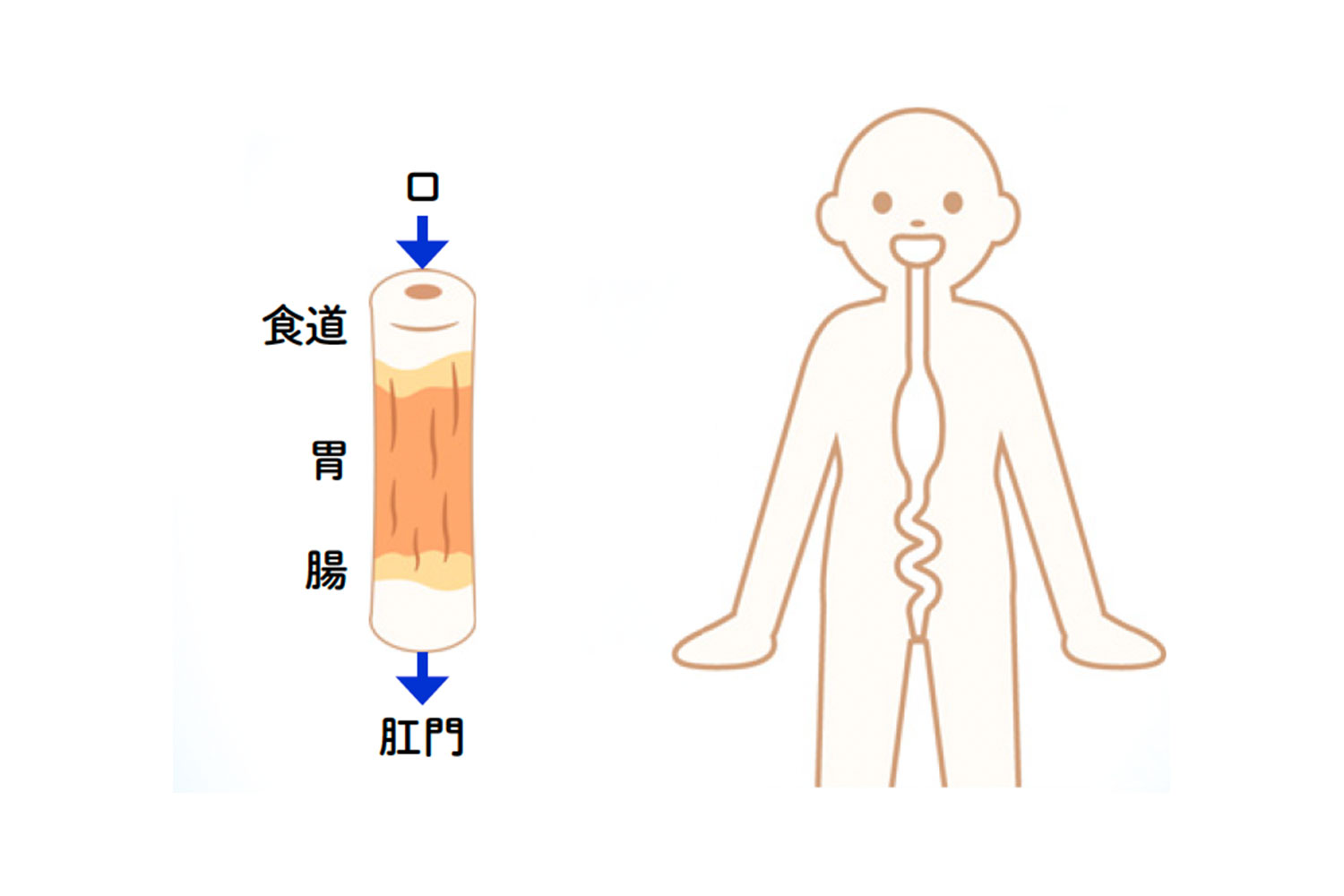 口から食べ物が入り、便として排出するまでの消化管の構造は、「ちくわ」に例えられることがあります。