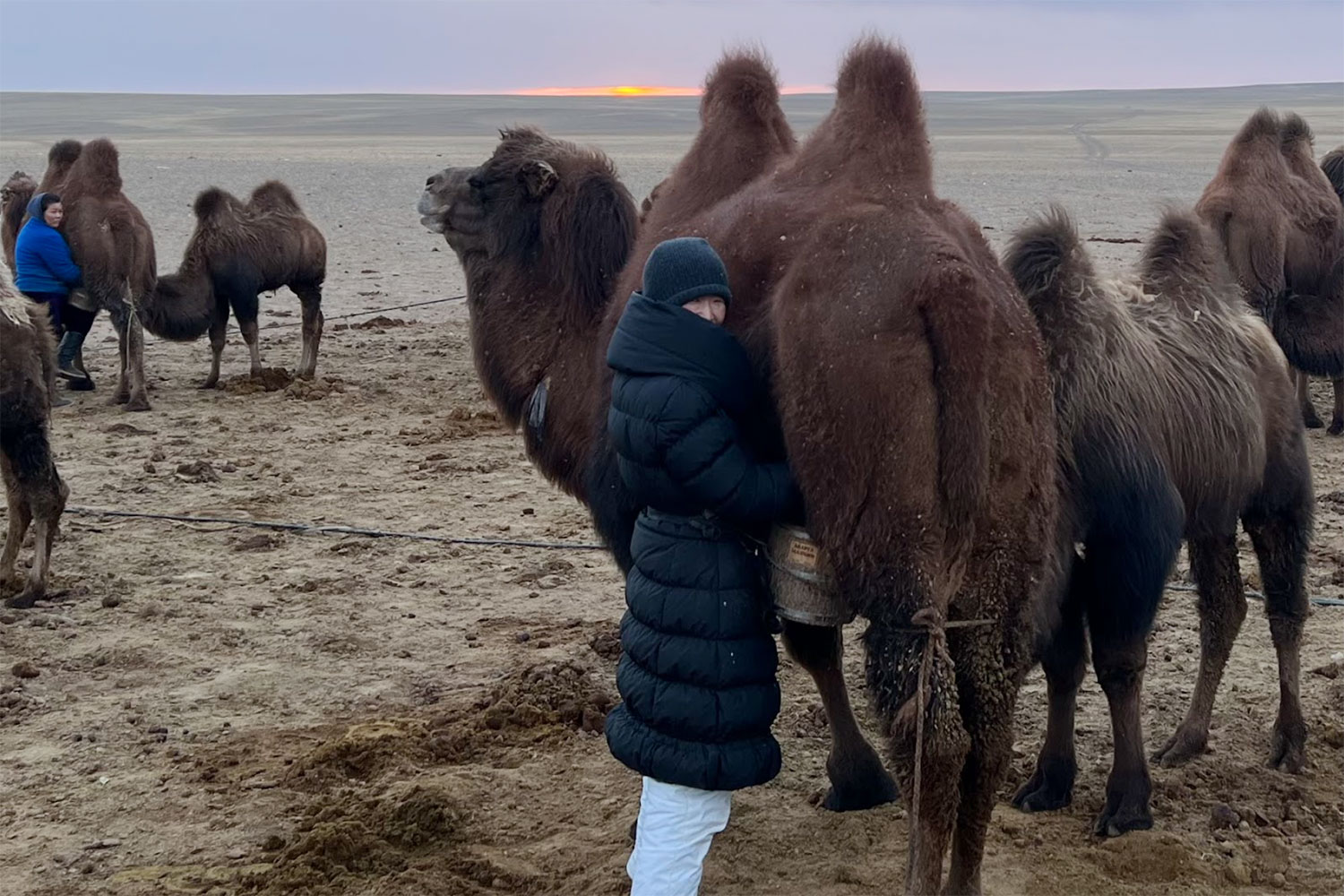 ラクダの乳は立ったまま絞る。隣から小ラクダが覗いている