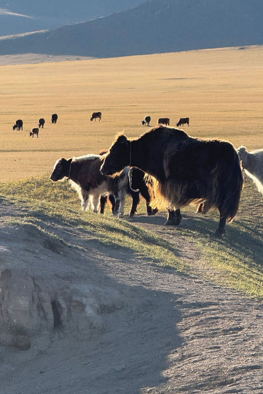 草のある秋のヤク、これからモショモショに毛深い