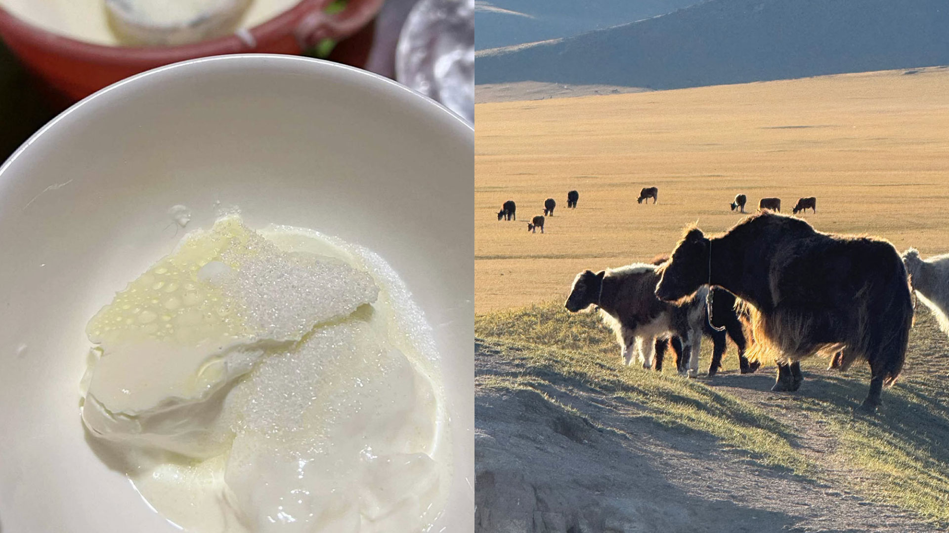 ヤクのヨーグルトに恋して──公邸料理人が見た“乳の王国”モンゴル 【在住者レポート】